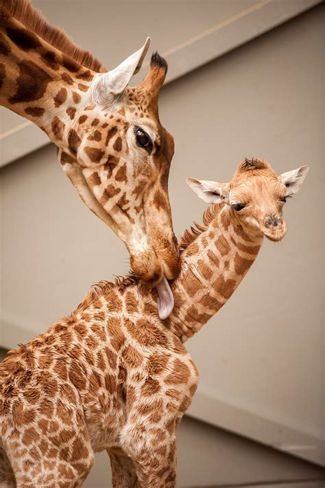 New Giraffe Calf Is A ‘mommas Boy Giraffe Zooborns Baby Giraffe