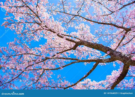 Sakura Tree In Japan Blooming Cherry Blossom Flower Stock Image