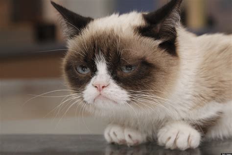 Grumpy Cat Movie Popular Internet Meme Inks Hollywood