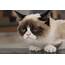 Grumpy Cat Movie Popular Internet Meme Inks Hollywood Deal 