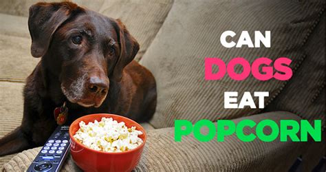 Can Dogs Eat Popcorn Is Popcorn Bad For Dogs To Eat