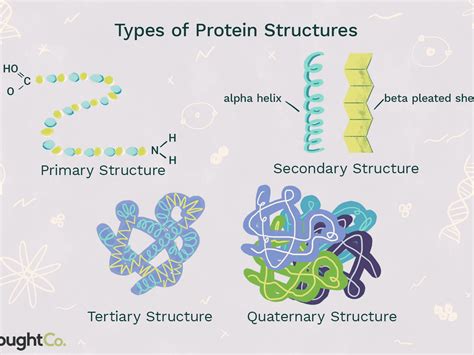 The primary structure of proteins relates to the peptide bonds. Protein Chemical Makeup | Saubhaya Makeup
