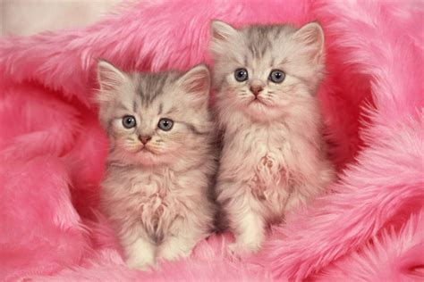 🔥 Download Pink Kitten Wallpaper At Wallpaperbro By Amandaa7 Kitten Pictures Wallpaper Cute