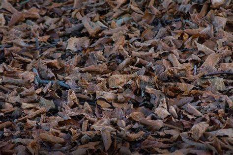 Autumn Scene Of Brown Leaves On The Forest Floor Stock Photo Image Of