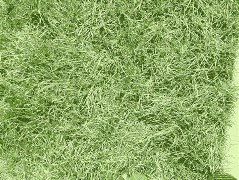 Grass Texture Openclipart