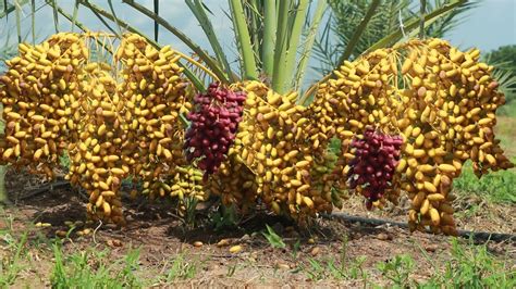 Agriculture Technology How To Grow And Care Date Palm Trees Youtube