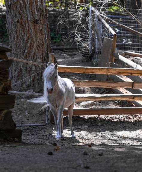 American Miniature Horse Palomino Foal At The Stable Stock Image