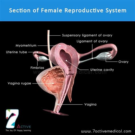 Section Of Female Reproductive System Female Reproductive System