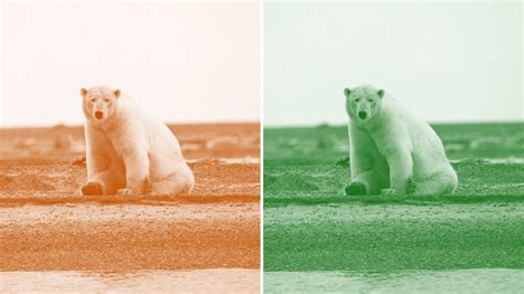 Climate Change Denialists Say Polar Bears Are Fine. Scientists Are ...
