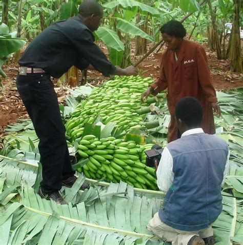 Kenya Successes Subsistence To Substance To Business Success For Small Banana Farmers And Traders