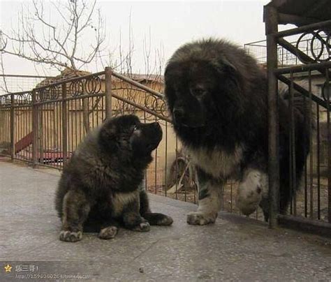 Tibetan Mastiff Big Dog Breeds Caucasian Mountain Dog Giant Dogs