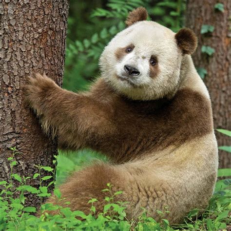 ⚡qizai The Worlds Only Brown Panda ⚡ Rcantbelievethatsreal