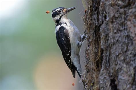 Hairy Woodpecker Song Of America