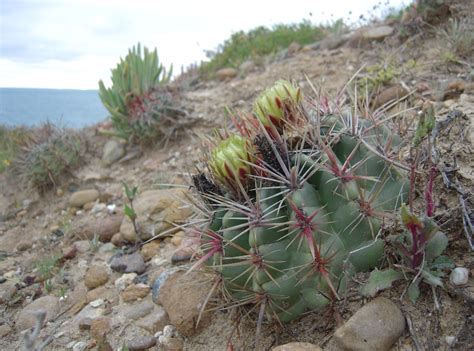 Not all of them are prime cactus territory. Burger's Onion: Succulents of Coastal Southern California ...