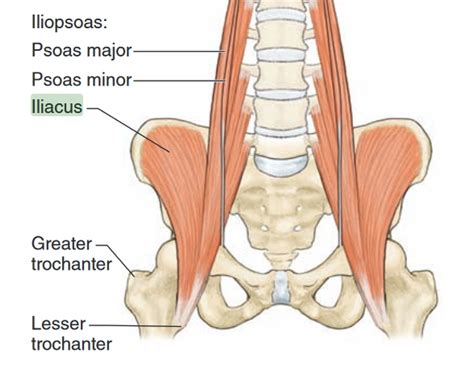 Iliacus Muscle Anatomy
