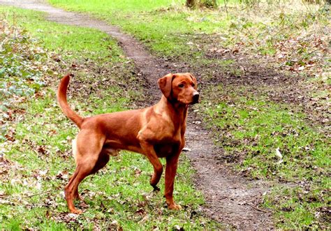 The background on these puppies is phenomena.l! Proven Fox Red Labrador for Stud (Surrey) | Aldershot ...