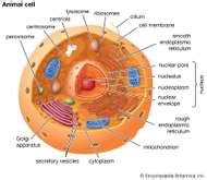 Unlike the eukaryotic cells of plants and fungi, animal cells do not have a cell wall. Nuclear membrane | biology | Britannica.com