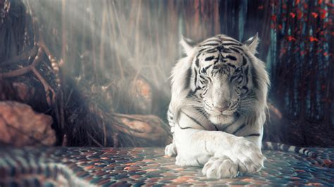 Get free top quality white tiger wallpapers for your desktop pc background, ios or android mobile this collection presents the theme of black and white tiger. White Tiger Wallpapers | HD Wallpapers | ID #25346