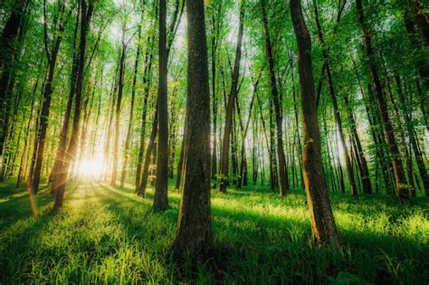 Premium Photo A Spring Forest Trees Nature Green Wood Sunlight Surfaces