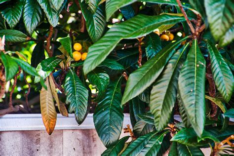 Where To Locate The Loquats Garden And Gun