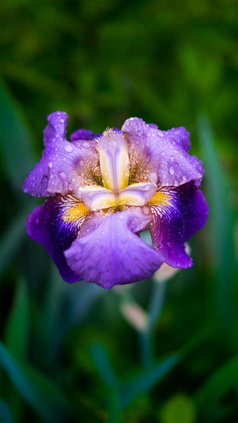 Iris Flower Wallpapers On Wallpaperdog