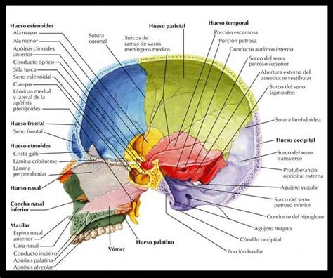 Vista Lateral De Cráneo Infografia Skull Anatomy Medical Anatomy