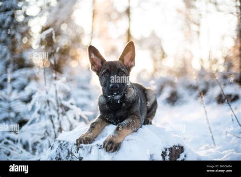 German Shepherd Dog Puppy Alsatian In A Snowy Winter Forest Stock