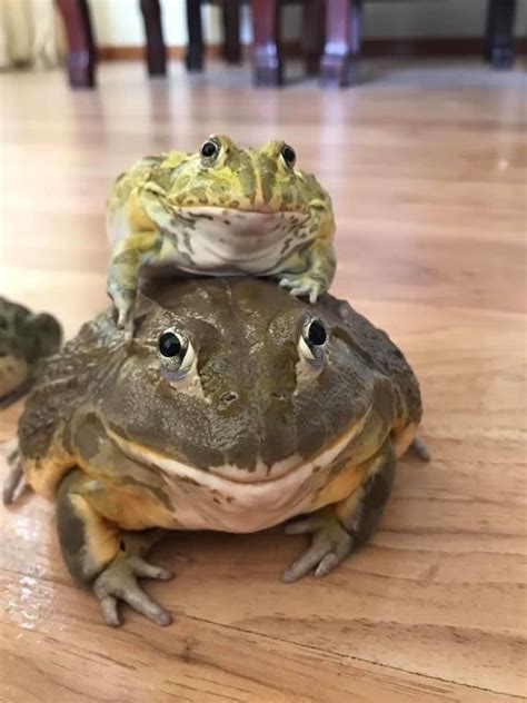 Is African bullfrog a good pet for a beginner? in 2020 ...