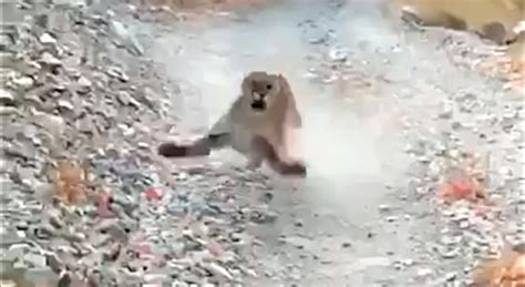 Watch Hiker S Terrifying Encounter With An Aggressive Cougar Goes Viral