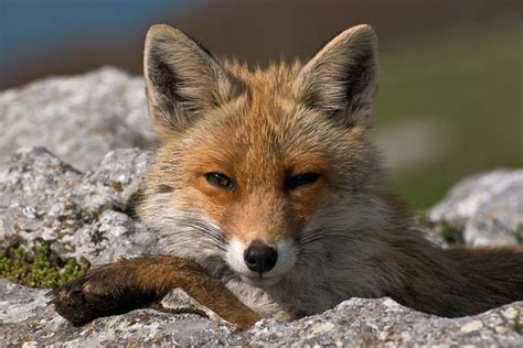 European Red Fox Vulpes Vulpes Crucigera Photorator