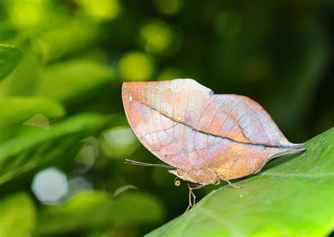 20 Camouflage Animals That You Have To See To Believe