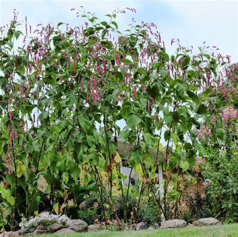 Kiss Me Over The Garden Gate Seeds Polygonum Orientale Etsy Canada