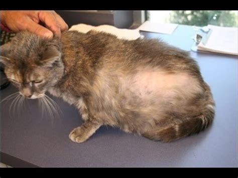 Fortunately, with treatment from your vet and good flea control, a cat with a flea allergy can live a perfectly normal, happy life. Flea Allergies in Dogs and Cats - YouTube