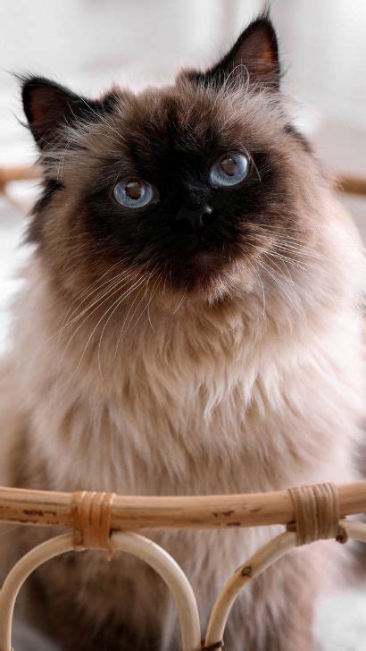 Balinese Cat Vs Siamese Similarities And Differences Between Siamese