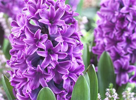 Easter plant gifts are a lovely option if you'd like to send a gift they can enjoy for years to come finding charming easter plants or bouquets to enjoy yourself or send to friends and loved ones is. 16 of our Favorite Easter Plants & Flowers