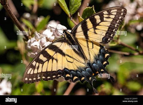 Eastern Tiger Swallowtail Papilio Glaucus Brevard North Carolina