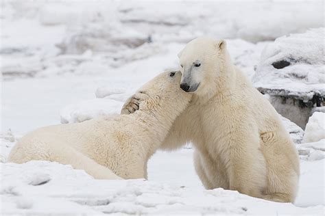 Polar Bear Whisper Sean Crane Photography