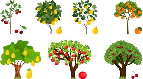 Shop by color, room type, theme or style. Top Fruit Trees Clip Art, Vector Graphics and ...