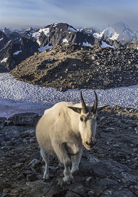 Mountain Goat At Sahale Glacier Camp North Cascades National Park 3