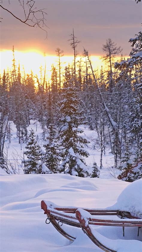 Cloud Firs Pine Sleigh Snow During Sunset 4k Hd Winter Wallpapers Hd