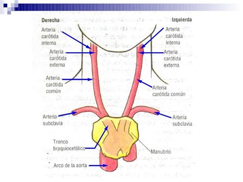 Musculos Autoctonos Del Cuello