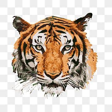 Cat Drawing Tiger Sticker Decal Bengal Tiger Wildlife Clip Art