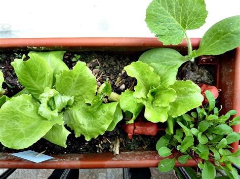 5 Tips For Gardening On The Balcony With Kids Applegreen Cottage