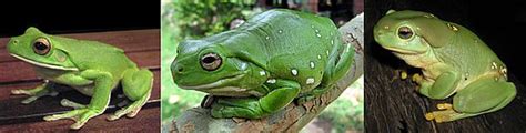 Australian Green Tree Frog Facts For Kids