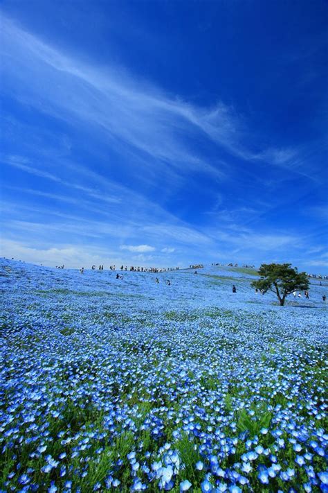 Usually, hitachi seaside park in japan is fully packed with visitors in the spring bloom season. BLUE by jetta （ID：3331117）- 写真共有サイト:PHOTOHITO | 美しい風景, 風景 ...