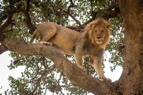 Male Lion Stands On Branch In Profile Stock Photo Image Of Africa