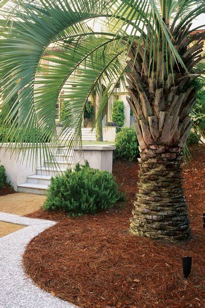 Garden ideas gallery for you to get inspiration for your garden. Top Uses of Palm Trees in Garden Design | Garden Design
