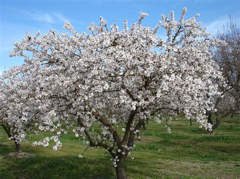 They do not grow well in humid or cold climates. The meaning and symbolism of the word - Almond Tree