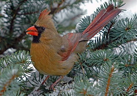 Female Northern Cardinal Cardinalis Cardinalis Only A Few Female