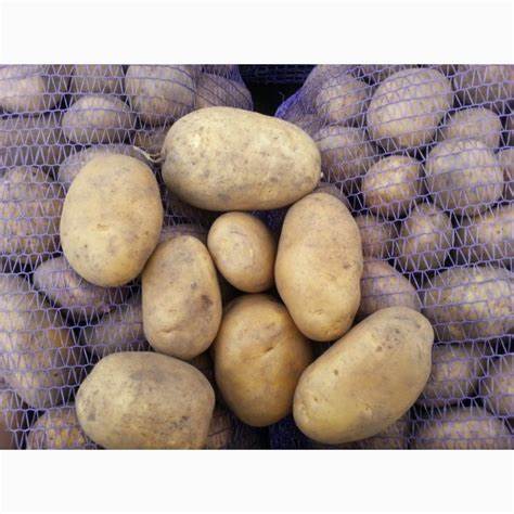 Продам оптом все овощи картофель капуста, свекла, морковь, лук Картинка - Продам оптом все овощи картофель капуста, свекла, морковь, лук